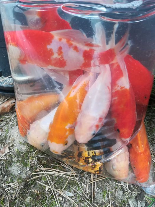 karaś ozdobny ( mix kolorów)