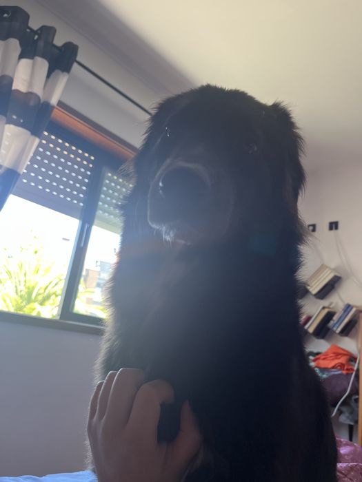 Molly cadela 1 ano +/-