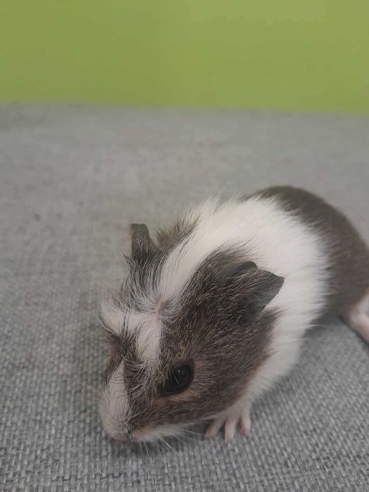 Świnki morskie samiczki