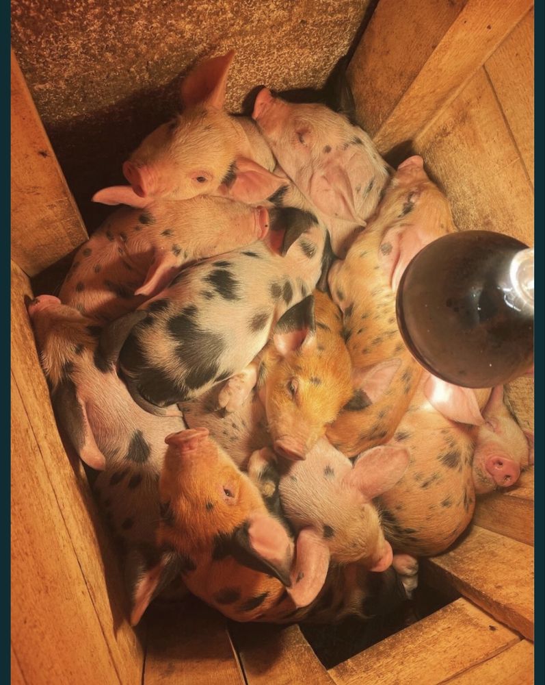 Продам поросят,мясних порід