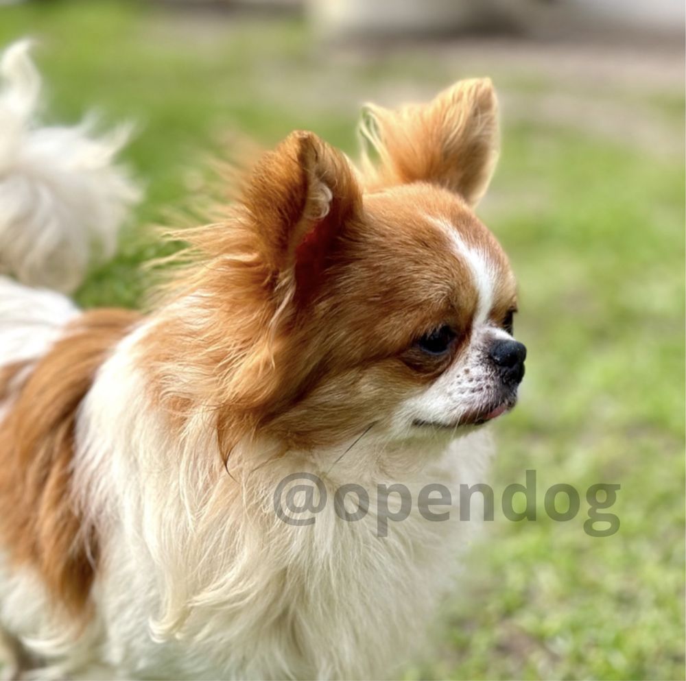 Chihuahua krótkowłosy PIESEK tricolor