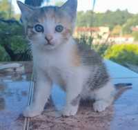 Dou gatinha tricolor muito bonita