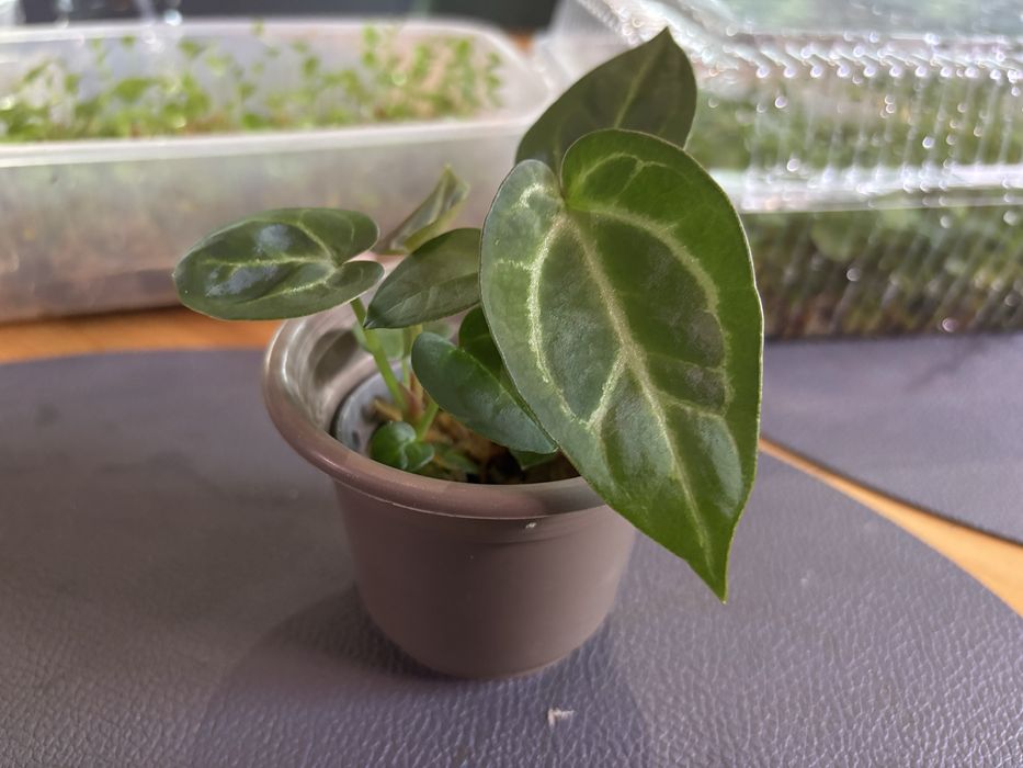 anthurium crystalinum x magnificum x bessea aff