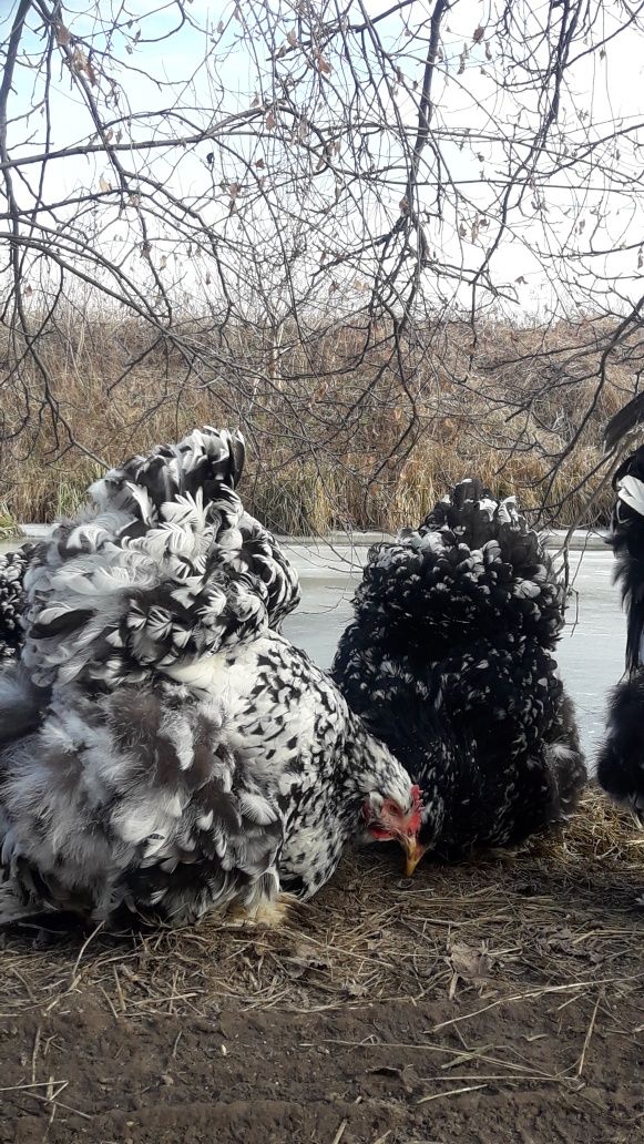 Кохінхін мармуровий. Інкубаційне яйце на весну 2024р.