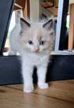 Ragdoll kotka WCF