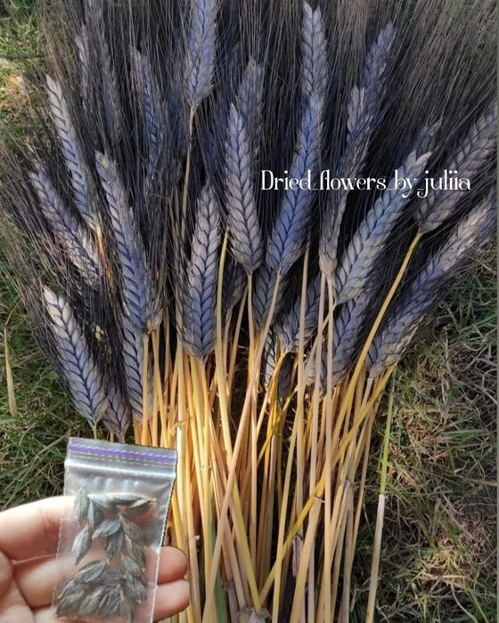 Насіння пшениці чорної, пшениця чорна,пшениця,насіння пшениці,