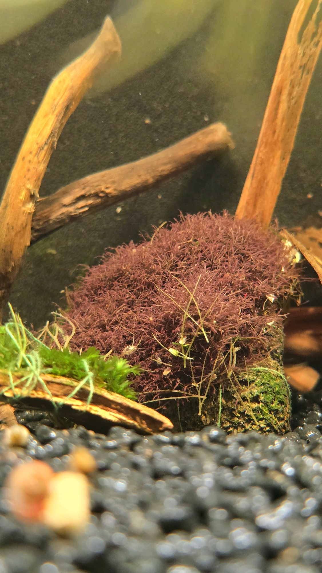 Red Moss -Caloglossa sp.becarii