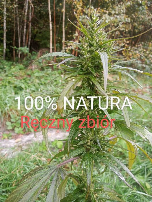 Herbata Konopna Susz  Finola 100%NATURA CBD 100g Stres Sen Lęk