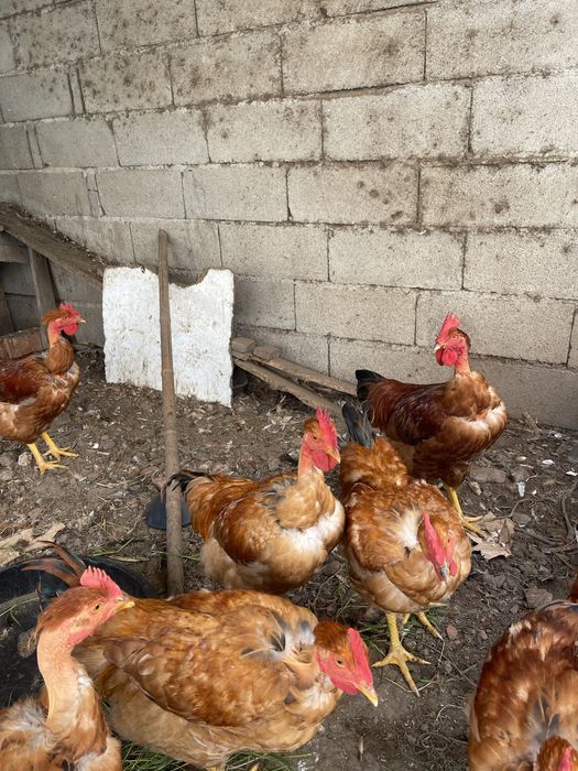 Frangos caseiros vermelhos 4 messes