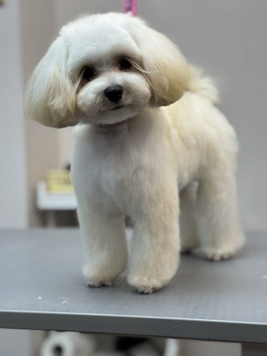 Стрижка собак та котів в Миколаєві