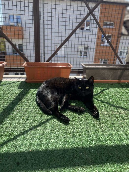 Sana szuka domu! Fundacja "Stawiamy na Łapy"