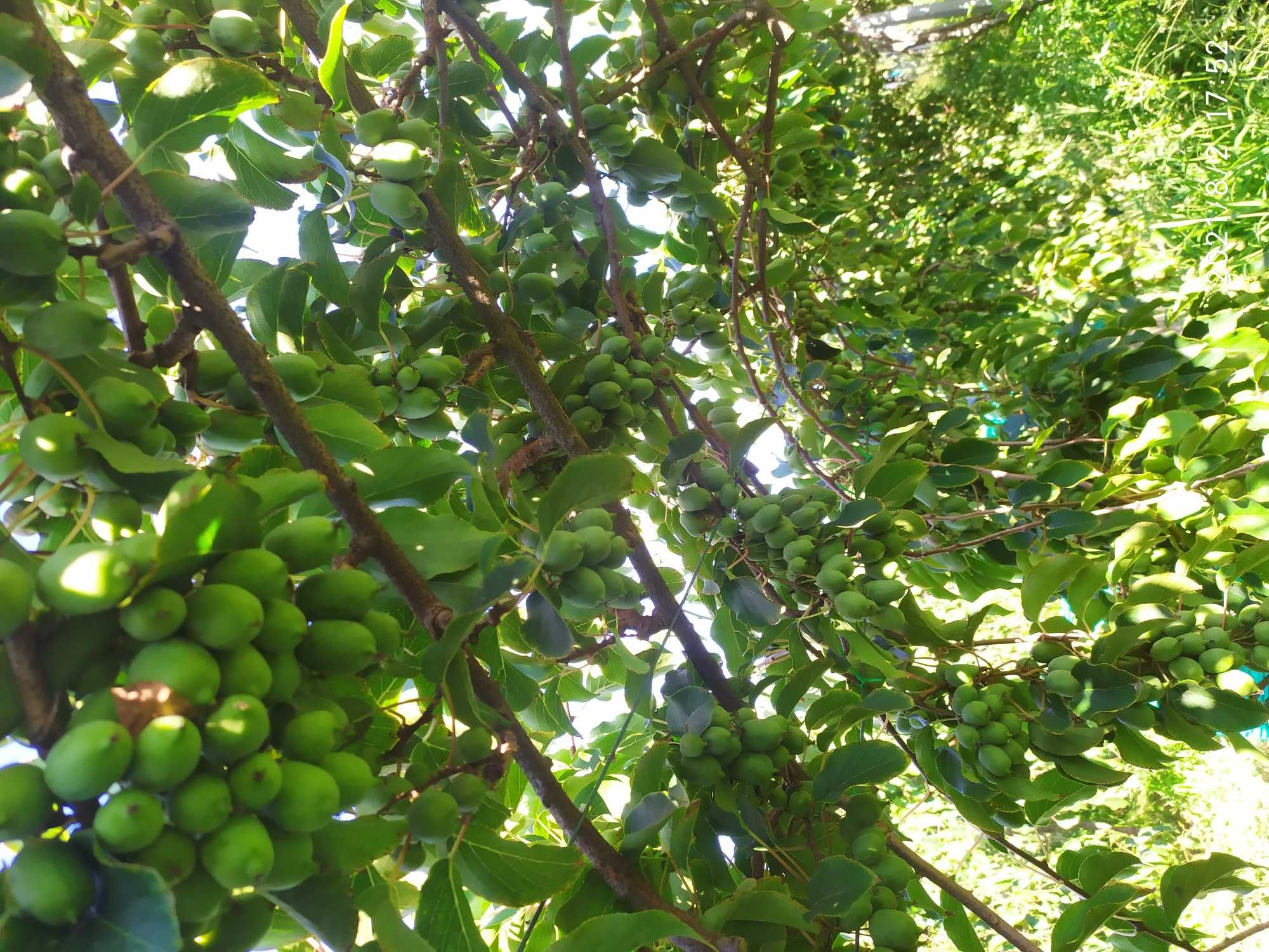 Plantas de kiwi arguta, baby kiwi produtivas