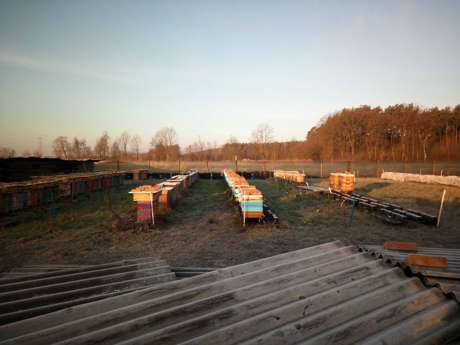 Odkłady pszczele Wielkopolskie, Warszawskie Zwykłe i Poszerzone