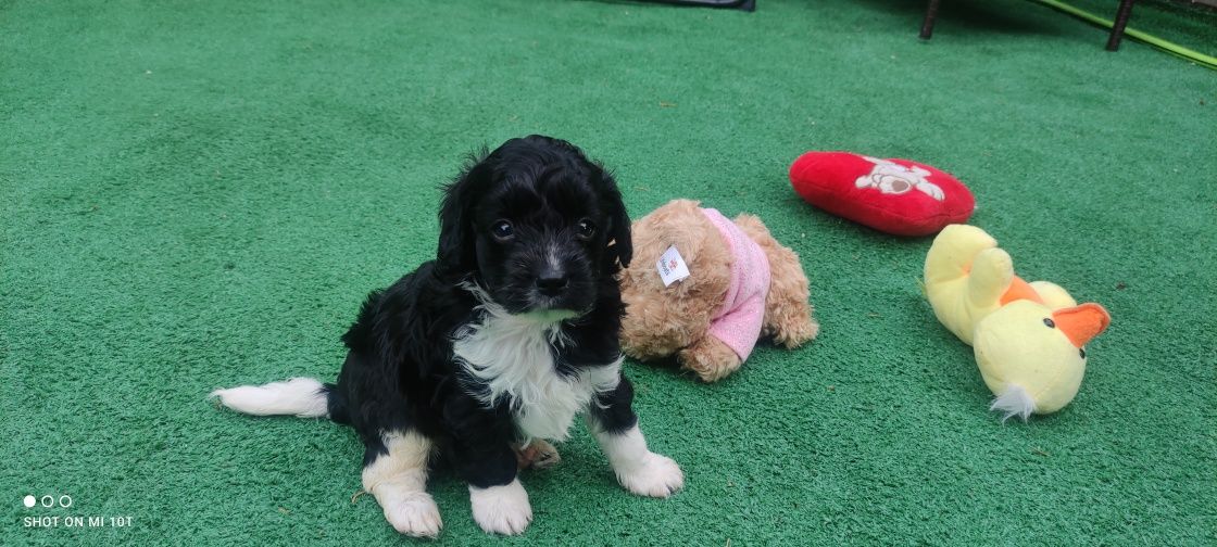 Piesek cavapoo  z metryką