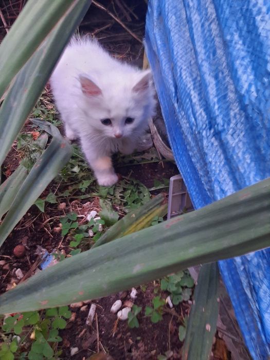 Британські кашенята