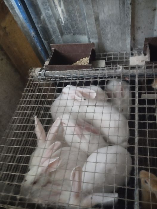 Самці та самки 2-4 місяці. Термонці та мішані.