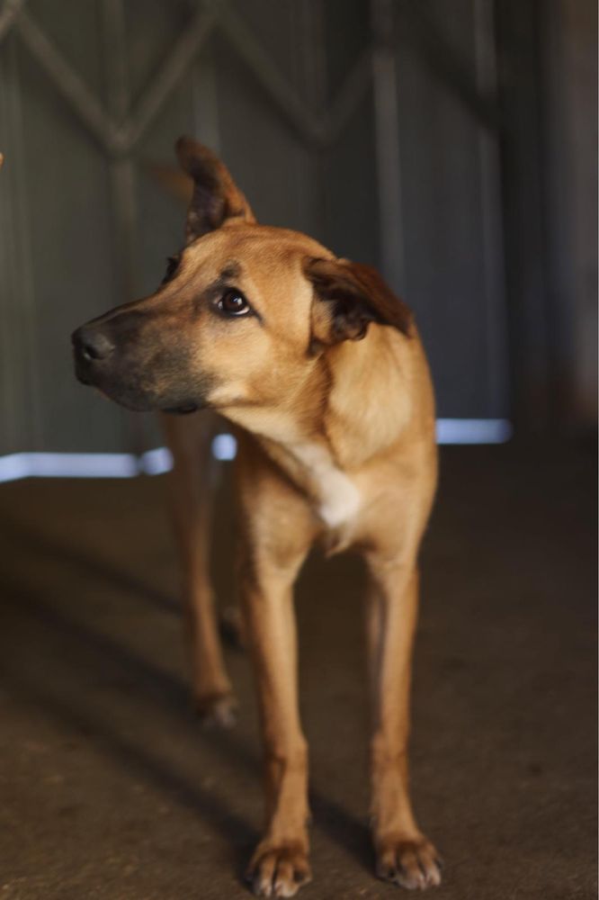 Bennie - cachorro para adoção