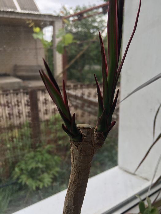 Фінік Сансиверия