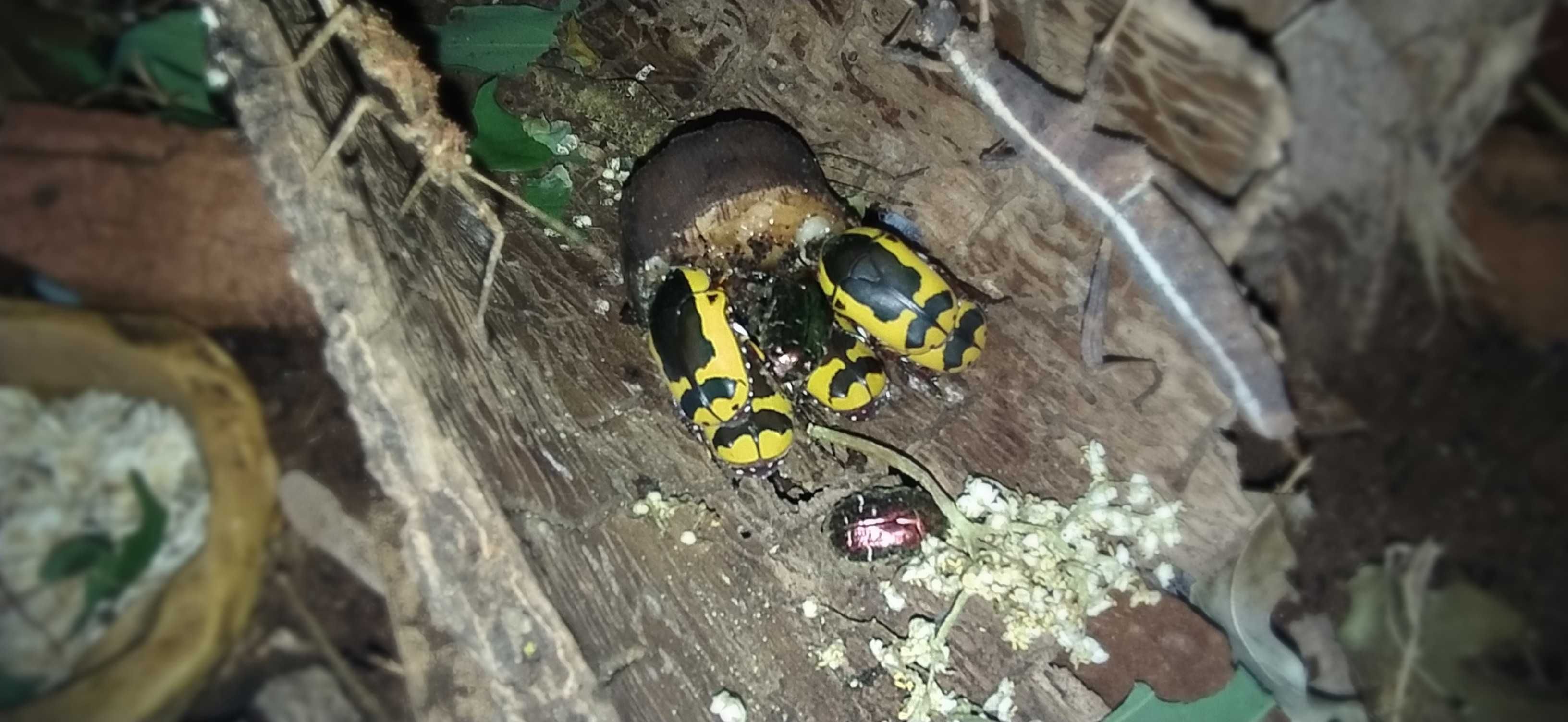 Pachnoda Kruszczyca afrykańska chrząszcz Dorosłe chrząszcze !