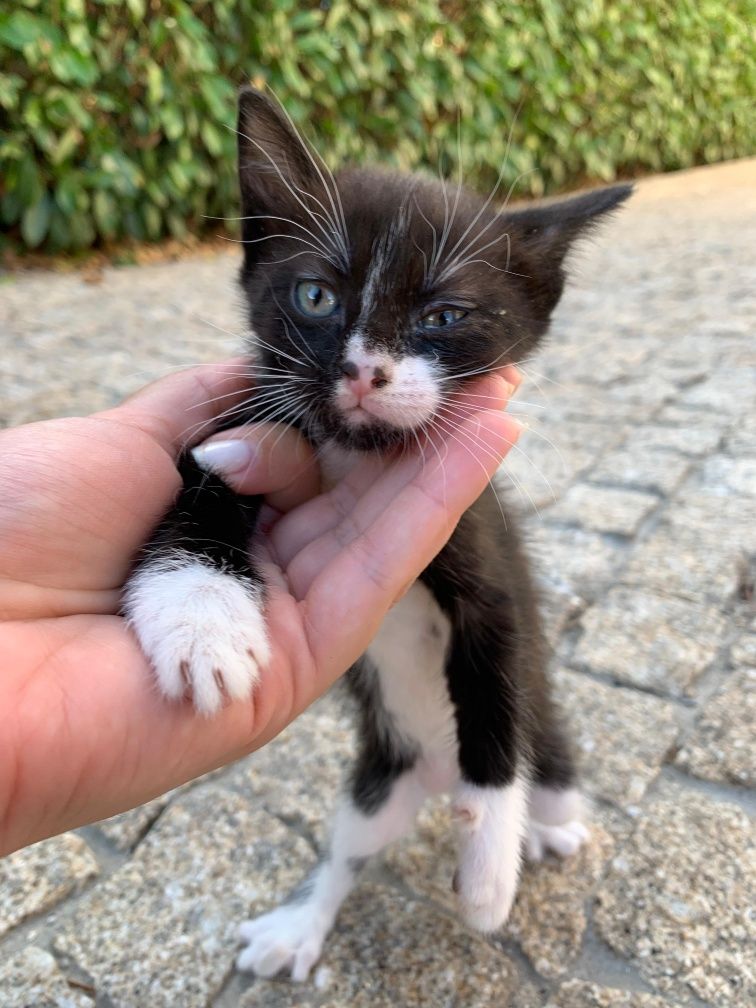 Gatos bebés meigos