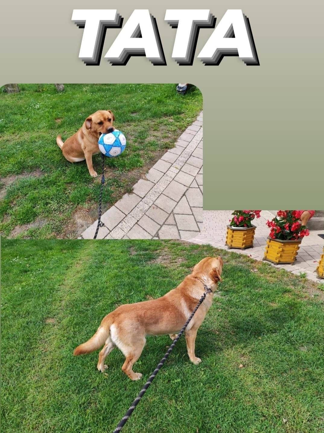 Urocze Szczenięta Labrador Retriever z Rodowodem SWKiPR