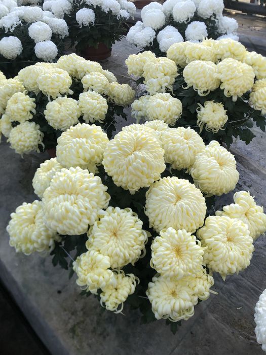 Chryzantemy na Wszystkich Świętych