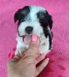 Yorkshire terrier biewer