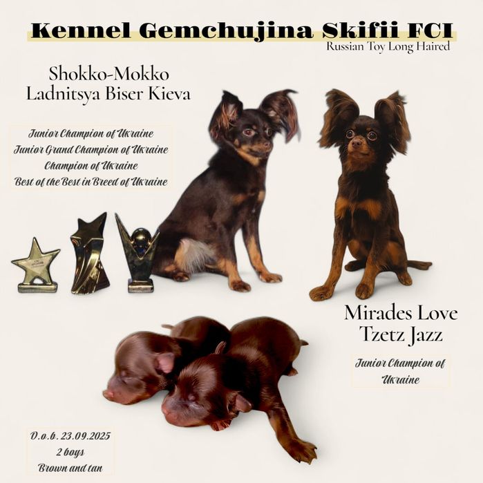 Rosyjski toy Długowłosy chlopczyk I