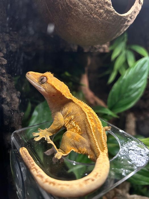 Gekon orzęsiony, samica.