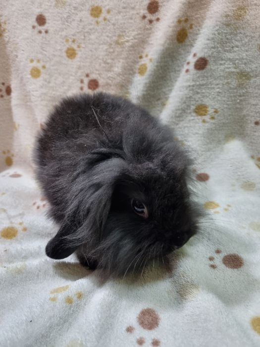 Króliki karzełki lewki, baranki , angora