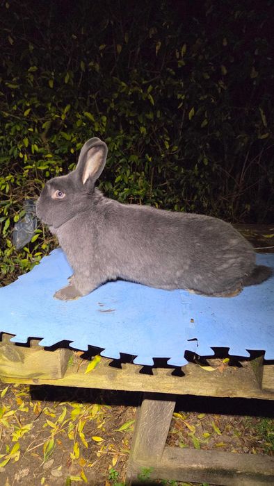 Królik Wiedeński niebieski - Rodowód