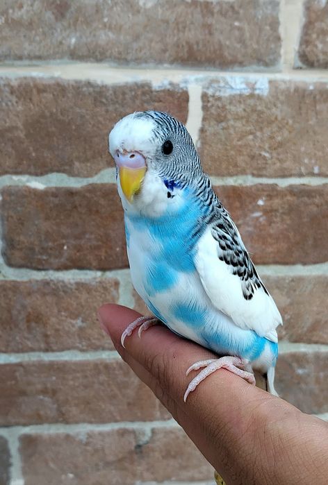 Vendo Piriquitos Australianos