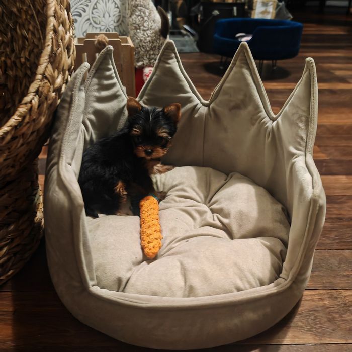 suczka Yorkshire terrier LALECZKA rodowód chip paszport