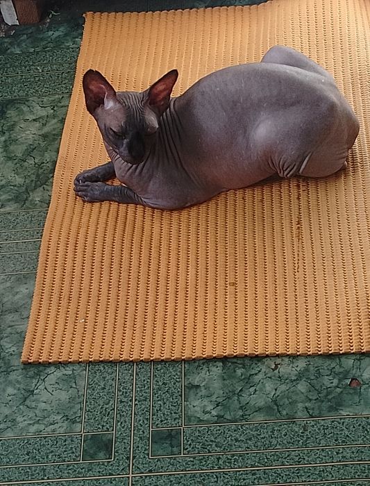Отдам бесплатно кошку сфинкс