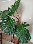 Piękna duża MONSTERA