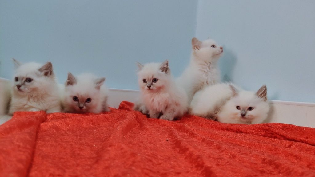 Śliczne kocięta Ragdoll gotowe do odbioru!