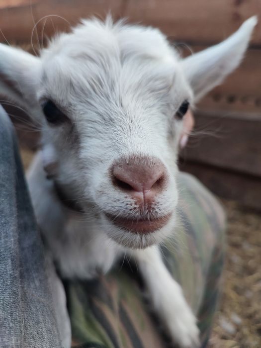 Карликовіі міні кози