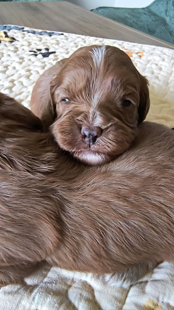 Suczka Cavapoo F1 (Badania) Cavalier&Pudel