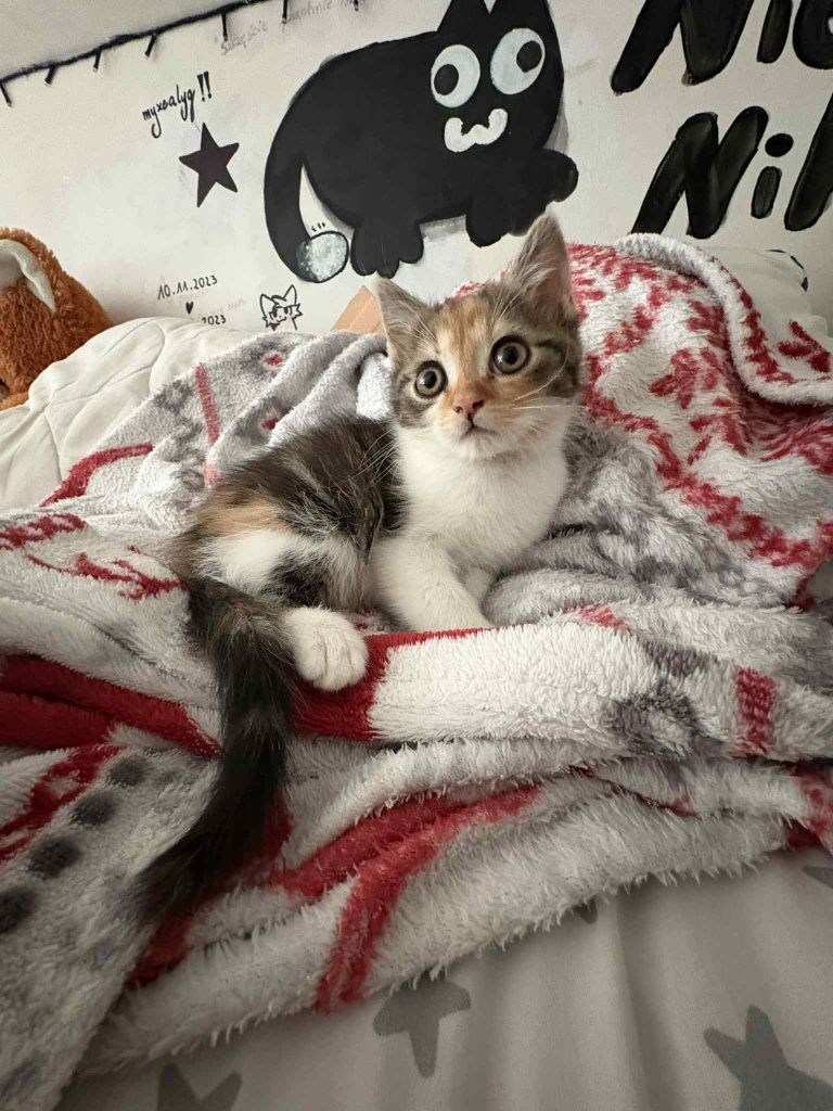 Oddam kotkę w dobre ręce