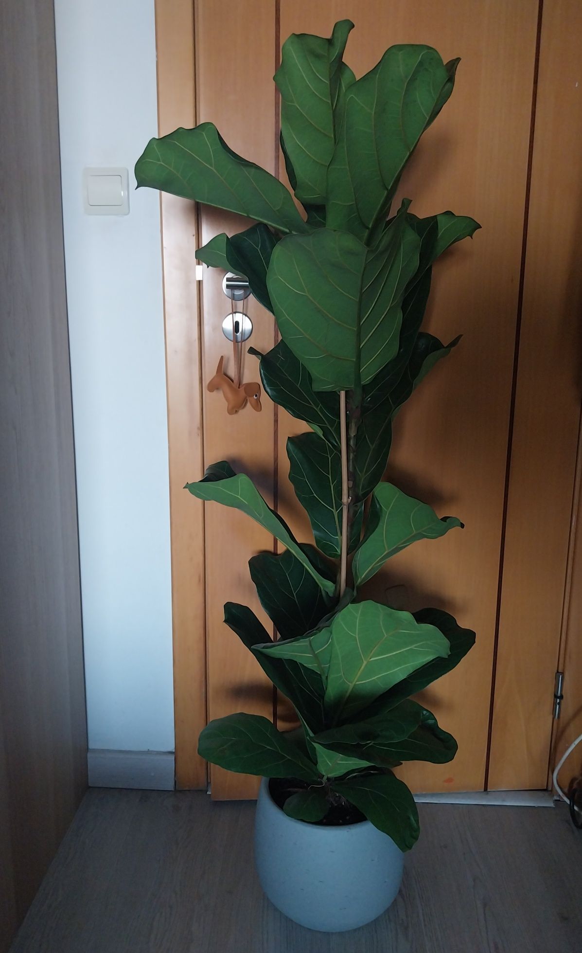 Ficus Lyrata 1,30cm