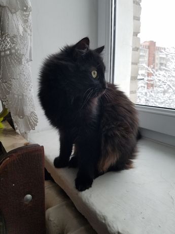Чорна й пухнаста кішка, 1.5 роки