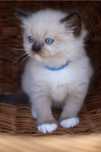 Ragdoll kocurek seal mitted