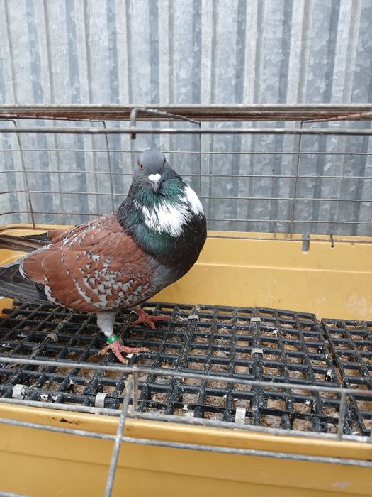 Gołebie ozdobne Koszua