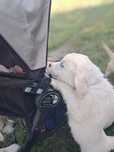 Golden Retriever ZKwP (FCI). "Pszczela Polana