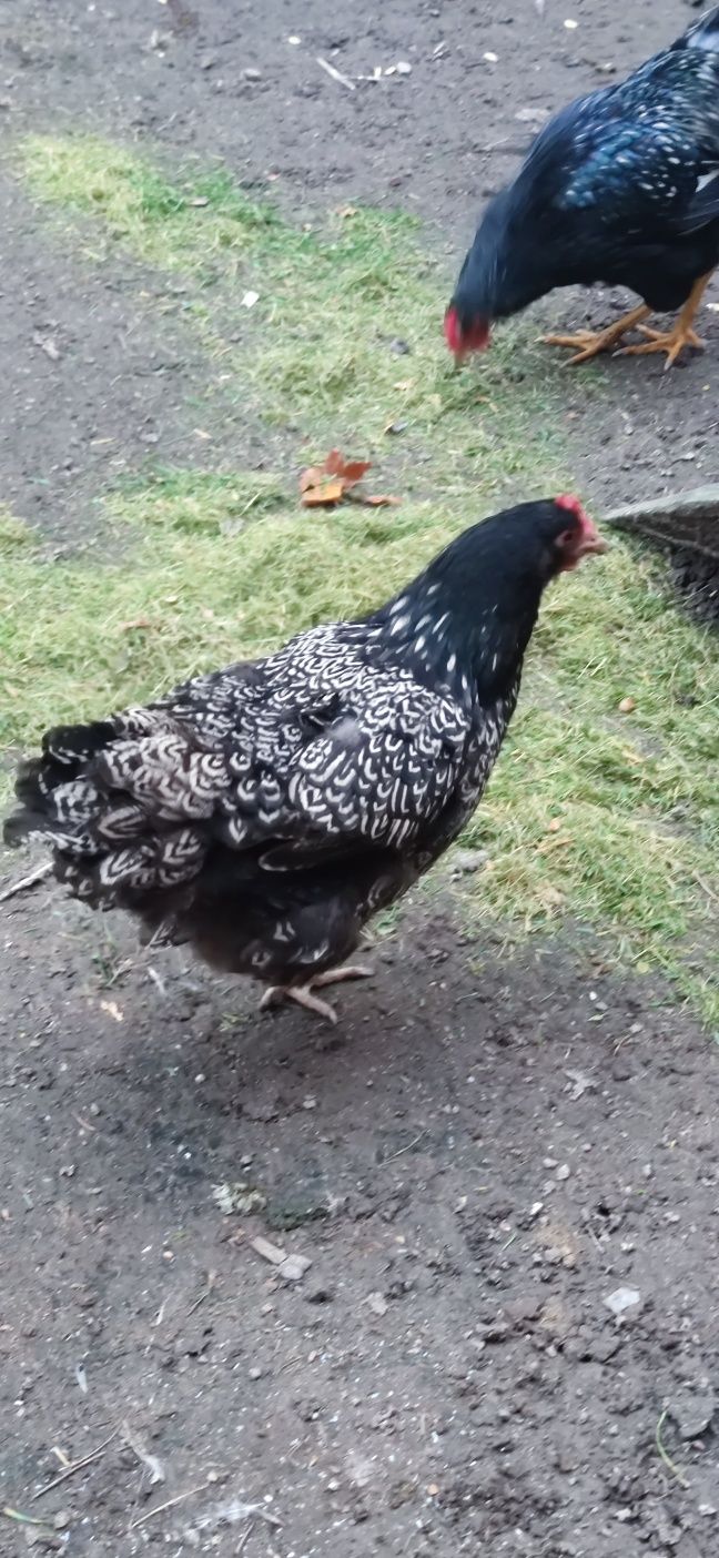 Ayam Ketawa Bielefelder Barnevelder jaja łęgowe.