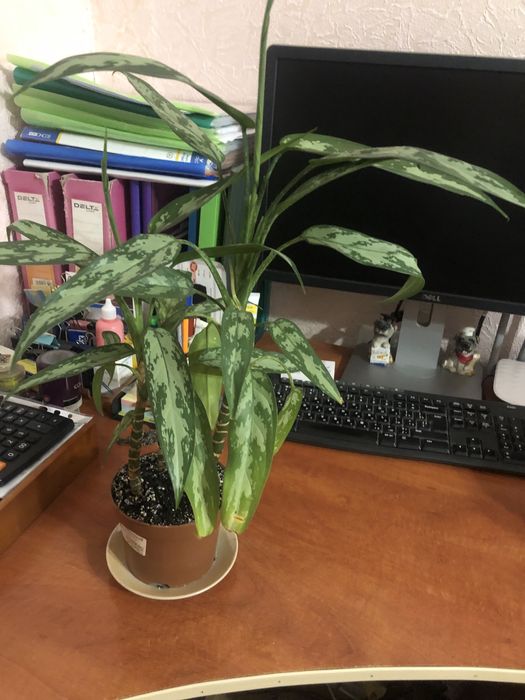 Шикарный цветок Аглаонема