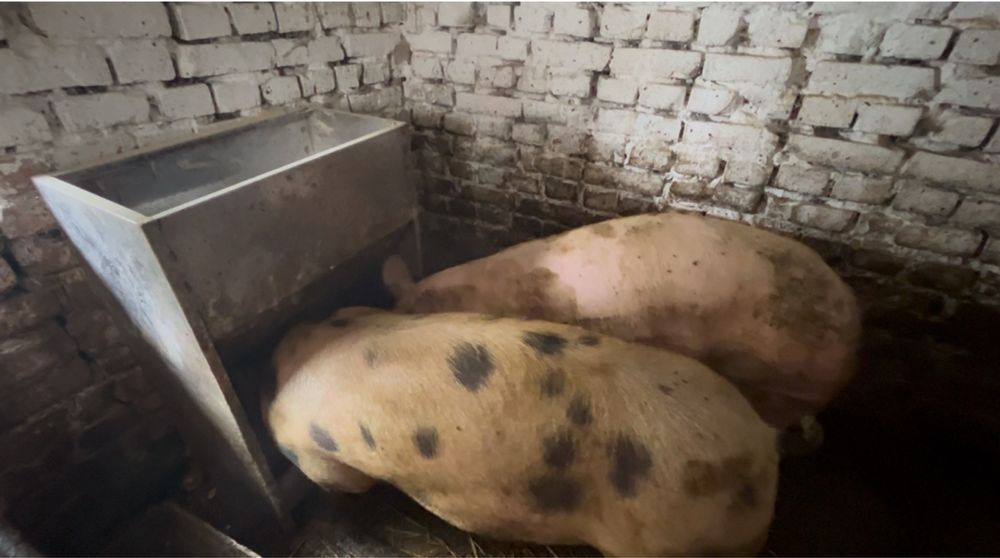 Годівниця для свиней з нержавіючої сталі від виробника