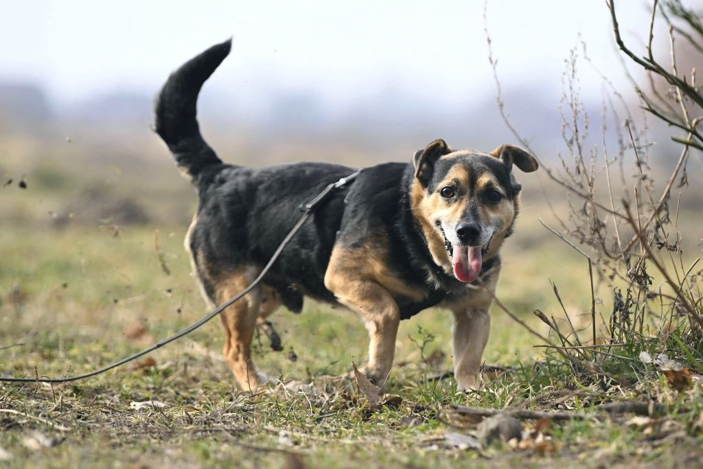 Niskopodlogowy psiak Amorek szuka wymarzonego domu