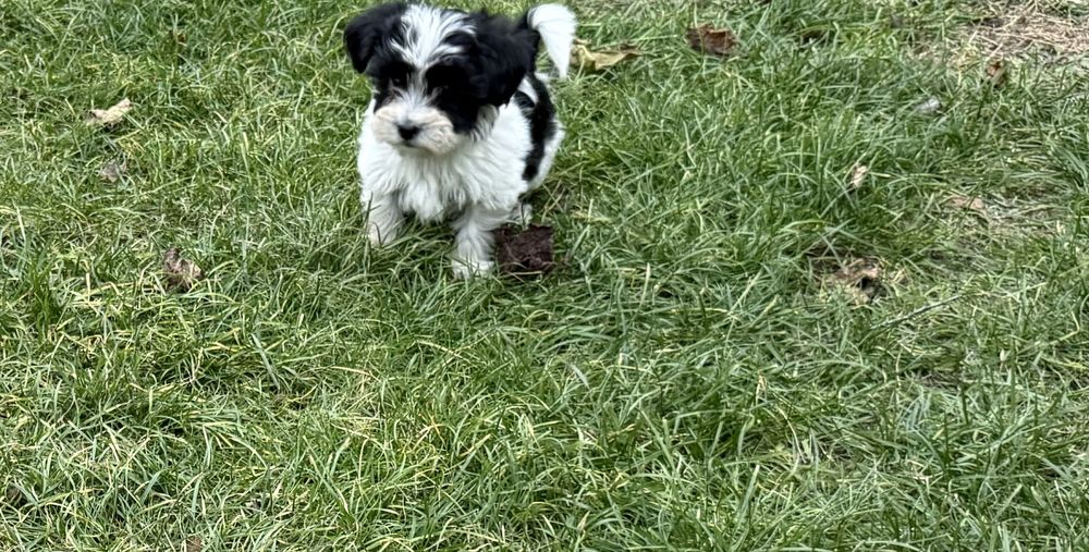 Sprzedam Yorkshire Terrier Biwer Morki