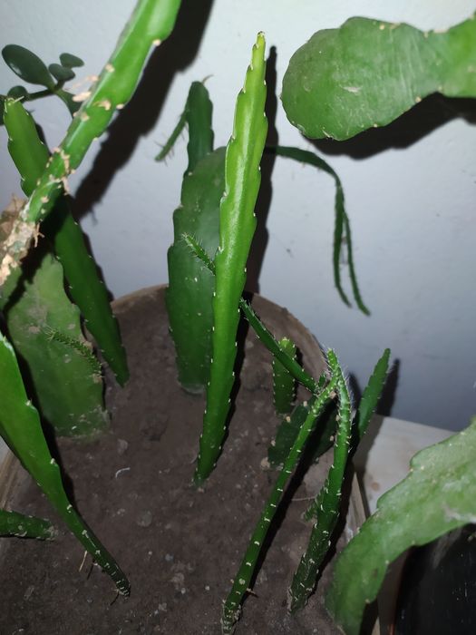 Milin pnącze,Trawka szafirkowa Kaktus epifilum